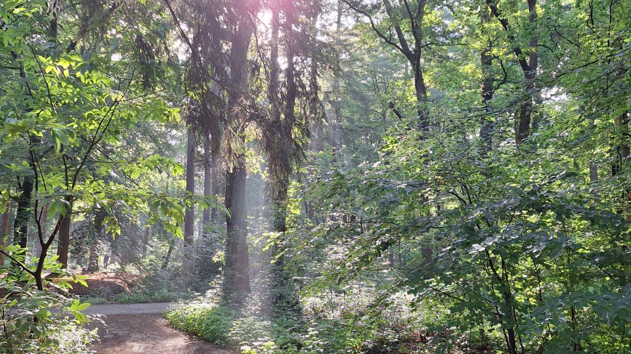 Rust en balans tijdens mindful wandelen in het bos.