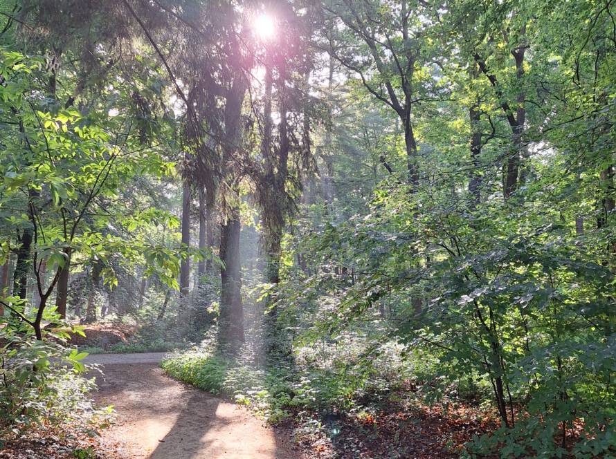 Rust en balans tijdens mindful wandelen in het bos.