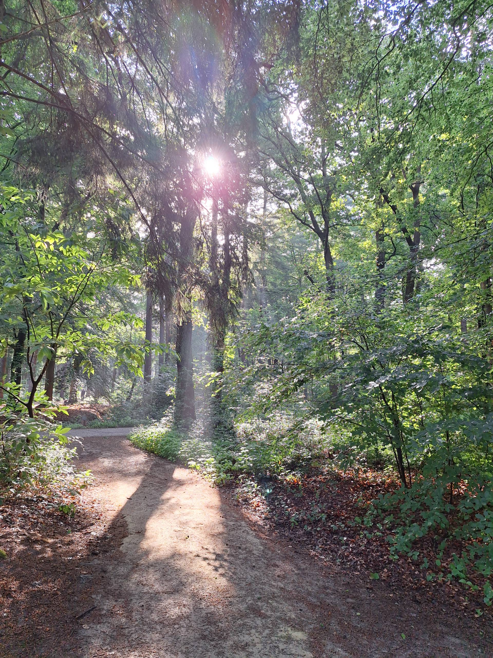 Rust en balans tijdens mindful wandelen in het bos.